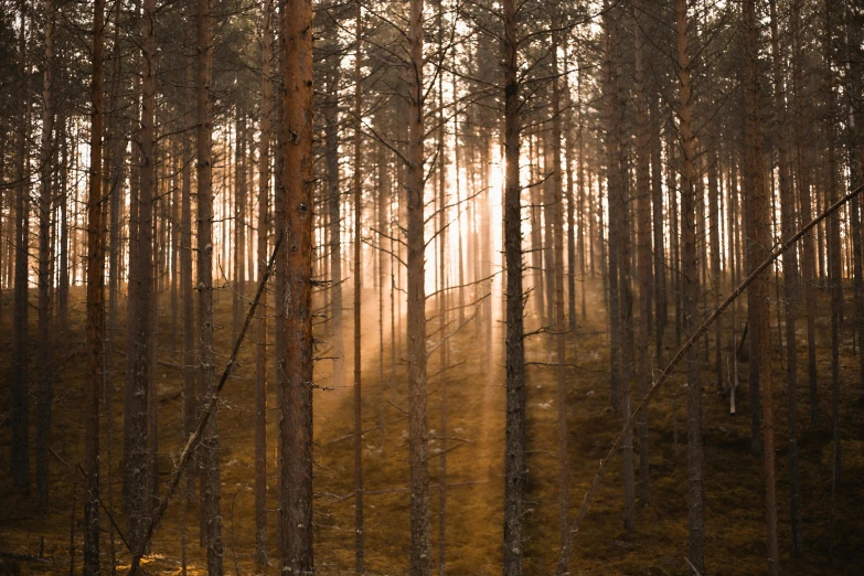 sunlight shining through the trees on a grassy field