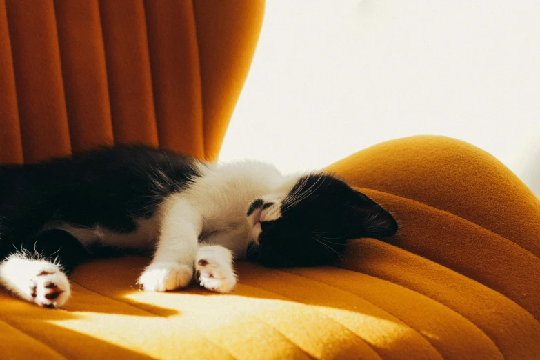 a kitten lying on a chair by itself