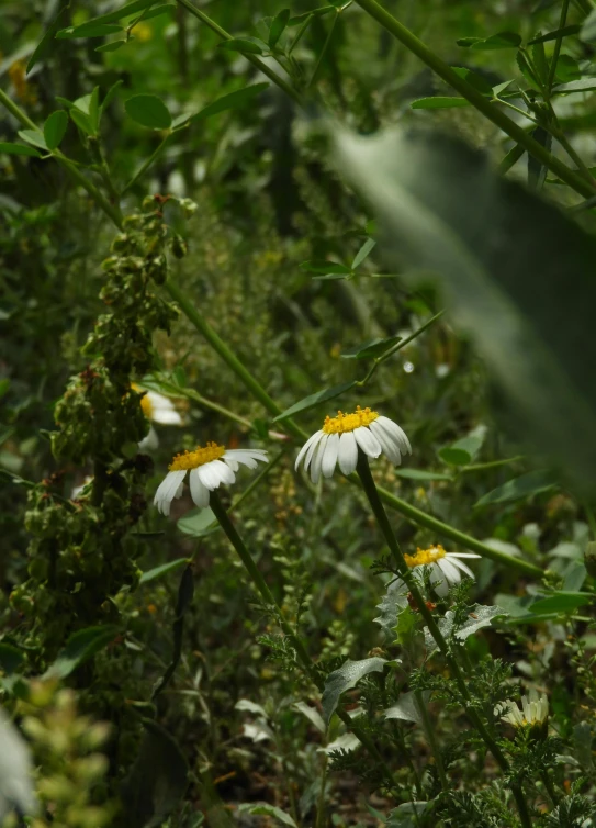 small flowers and grass are seen on the ground