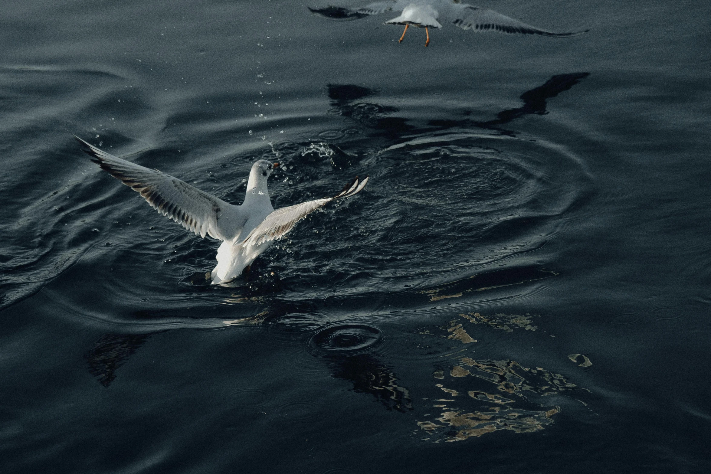 a white and black bird in the ocean