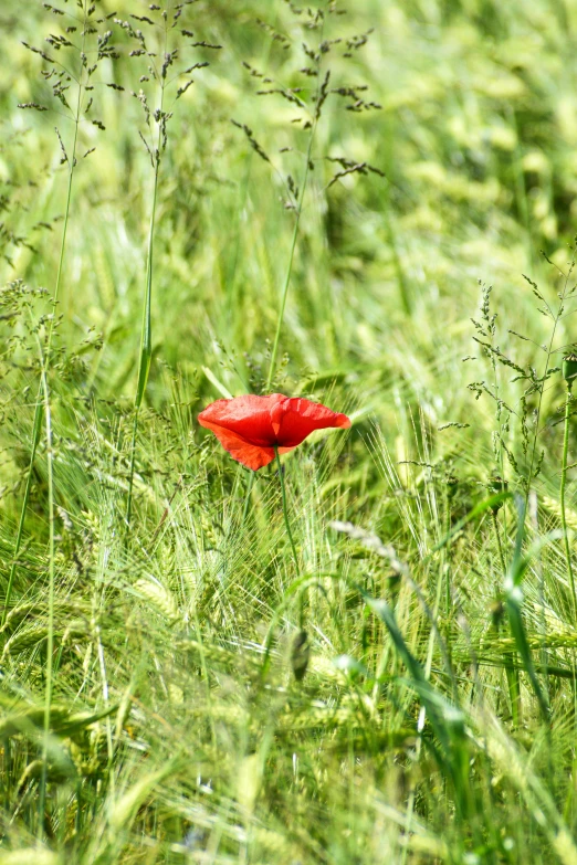 there is a red poppy sitting in a tall grass field