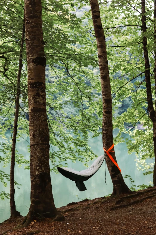 an orange and black hammock attached to a tree in the woods