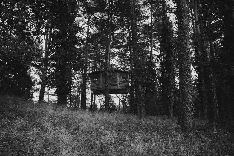 black and white image of a bird house in the forest