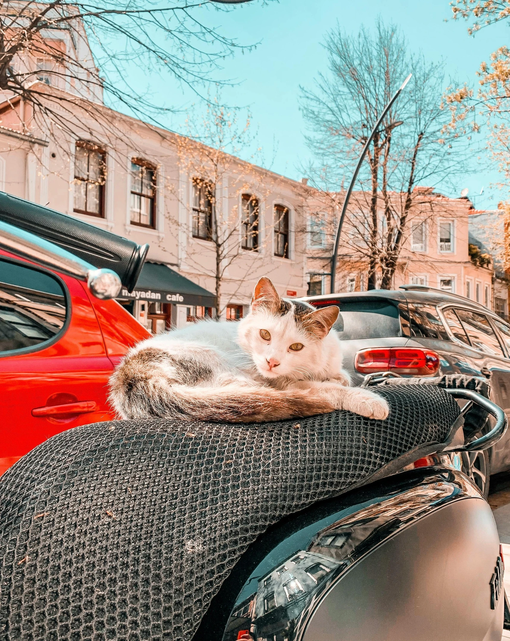 a cat lies on top of a mesh blanket next to a line of parked cars