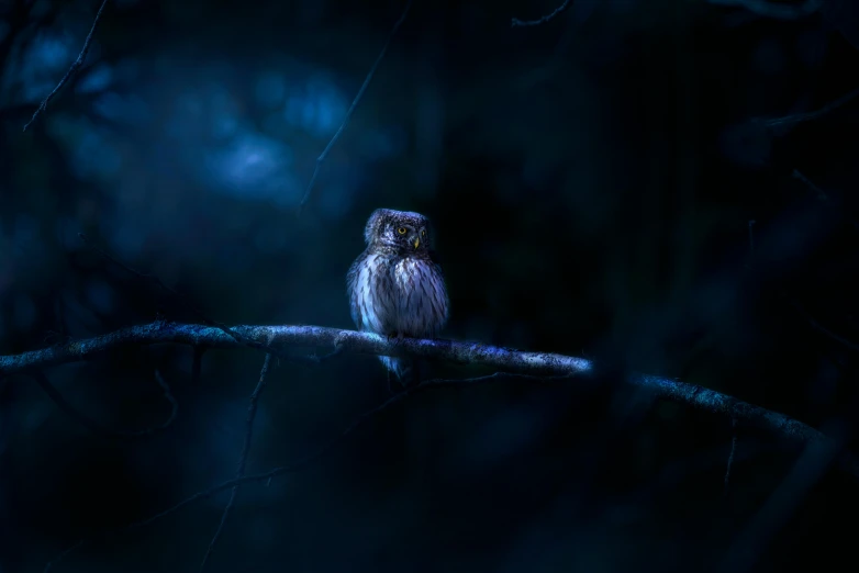 an owl is sitting on a nch during the night