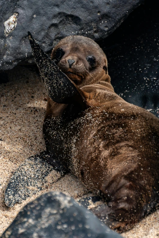 sea lion playing and enjoying itself in the sand