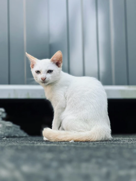 a white cat with an orange ear sitting on a sidewalk