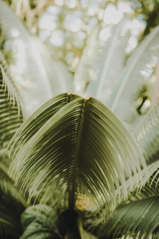 a plant is shown in front of a forest