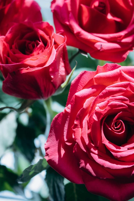 the close up view of pink roses in bloom