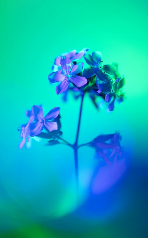 a close up s of blue flowers and green background