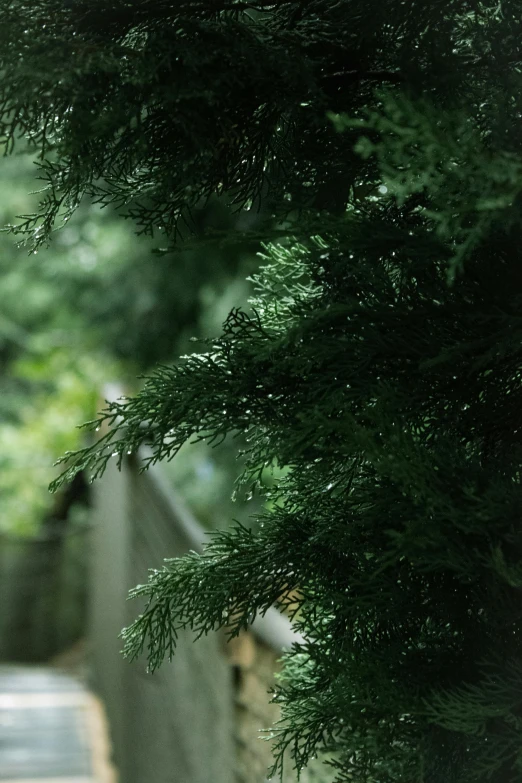 a closeup of the nches and leaves of a pine tree