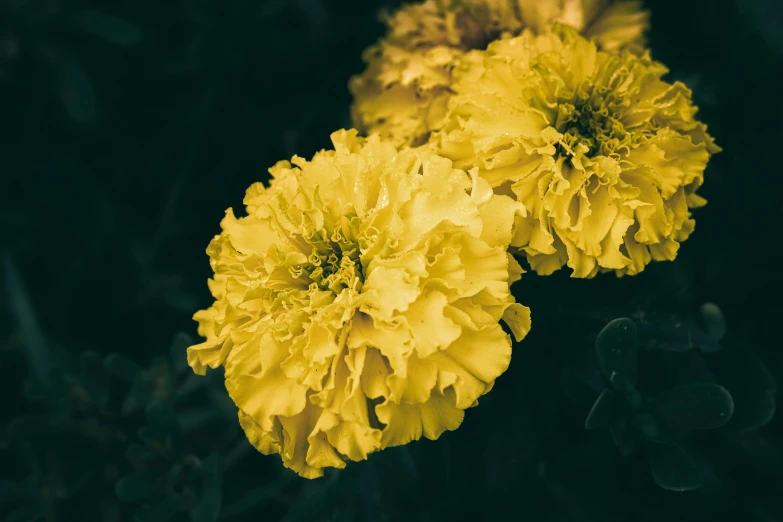 some very pretty yellow flowers by a dark background