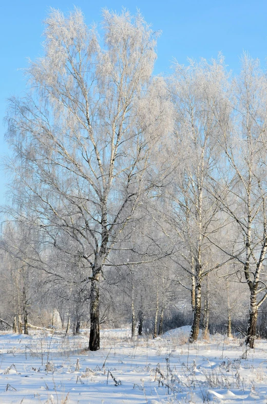 several trees in a winter scene with snow on the ground