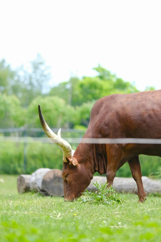 a brown ox with horns grazing on grass