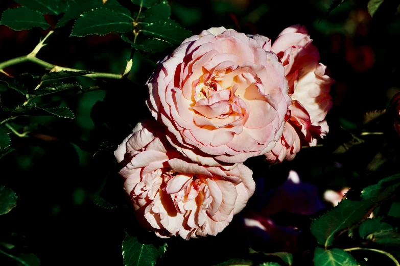 two pink roses blooming in the middle of the plant