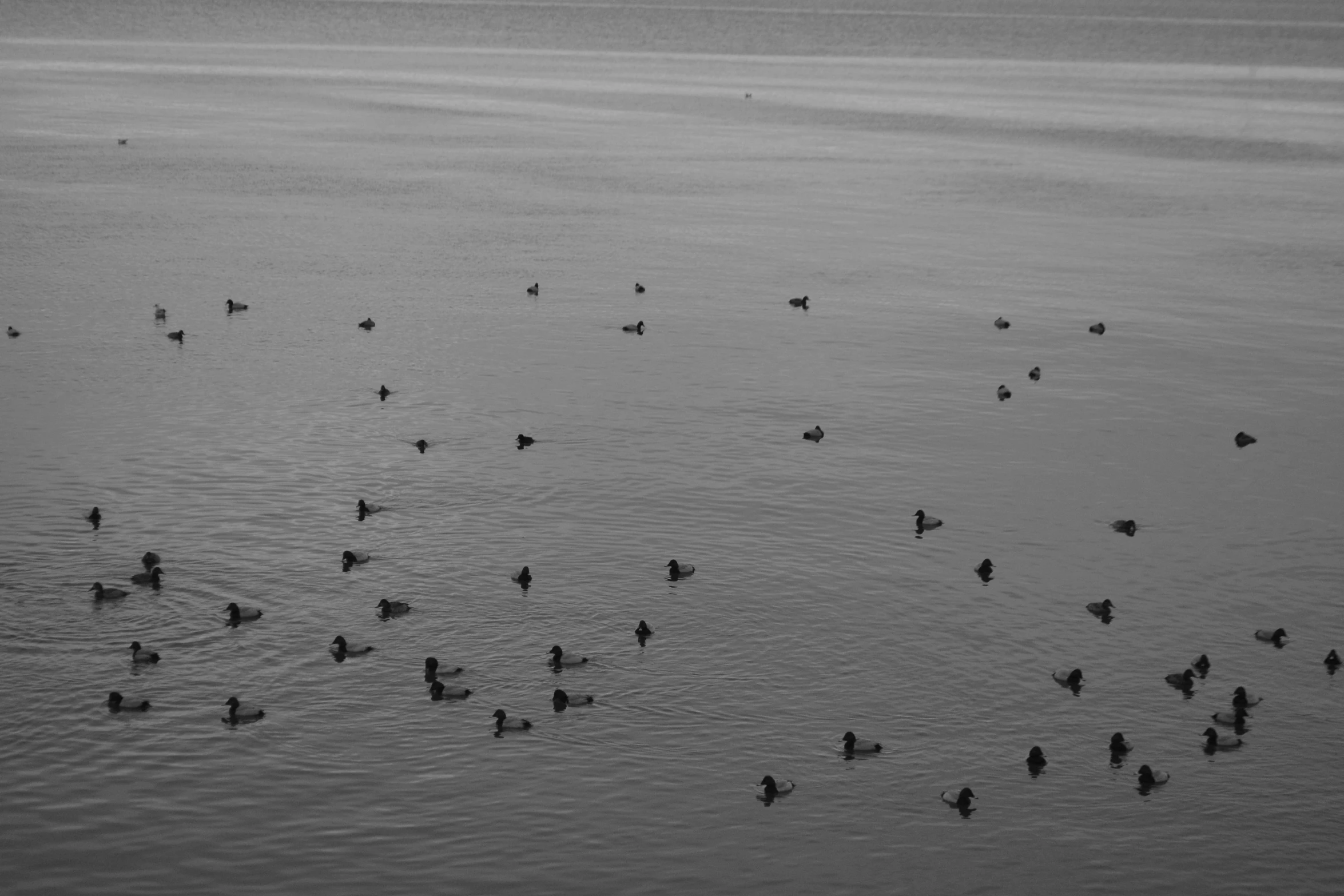 a flock of birds that are swimming in some water
