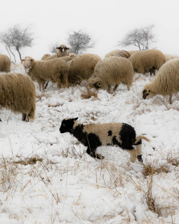 the sheep are grazing on the snow covered ground