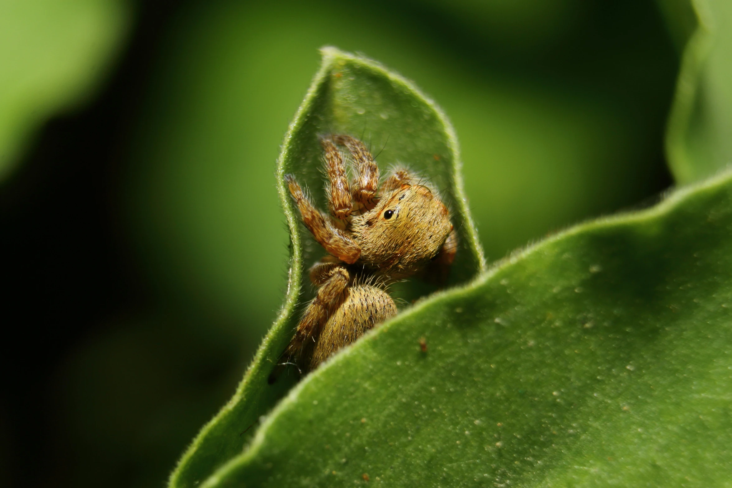 the small yellow spider is perched on the leaf