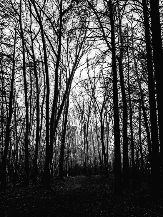 dark, shadowy trees in a foggy forest