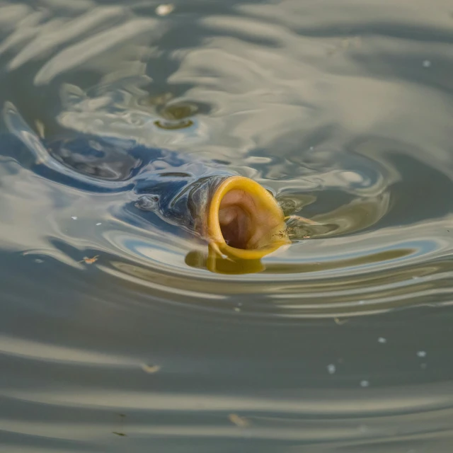 an orange is in the middle of water