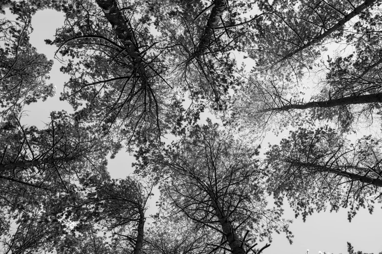 a bunch of trees that are standing in the rain