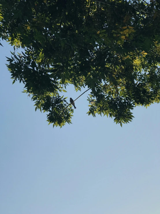 a kite is flying in a tree on a sunny day