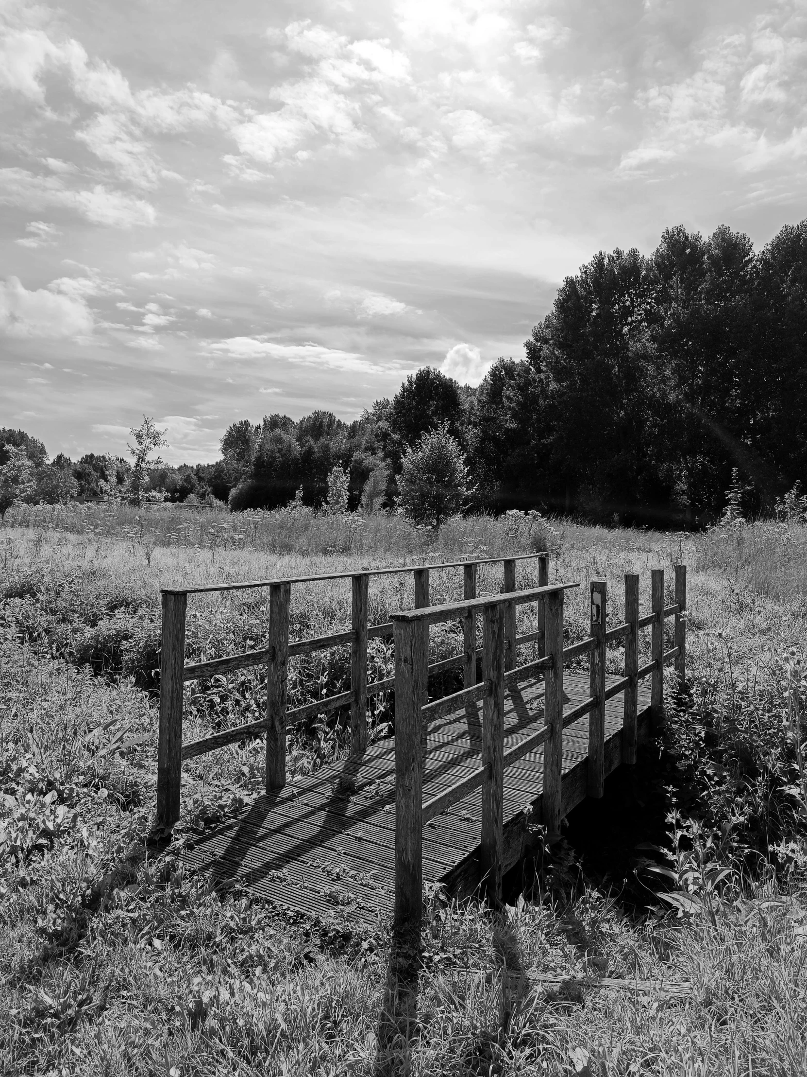 a fence in front of some tall trees and bushes