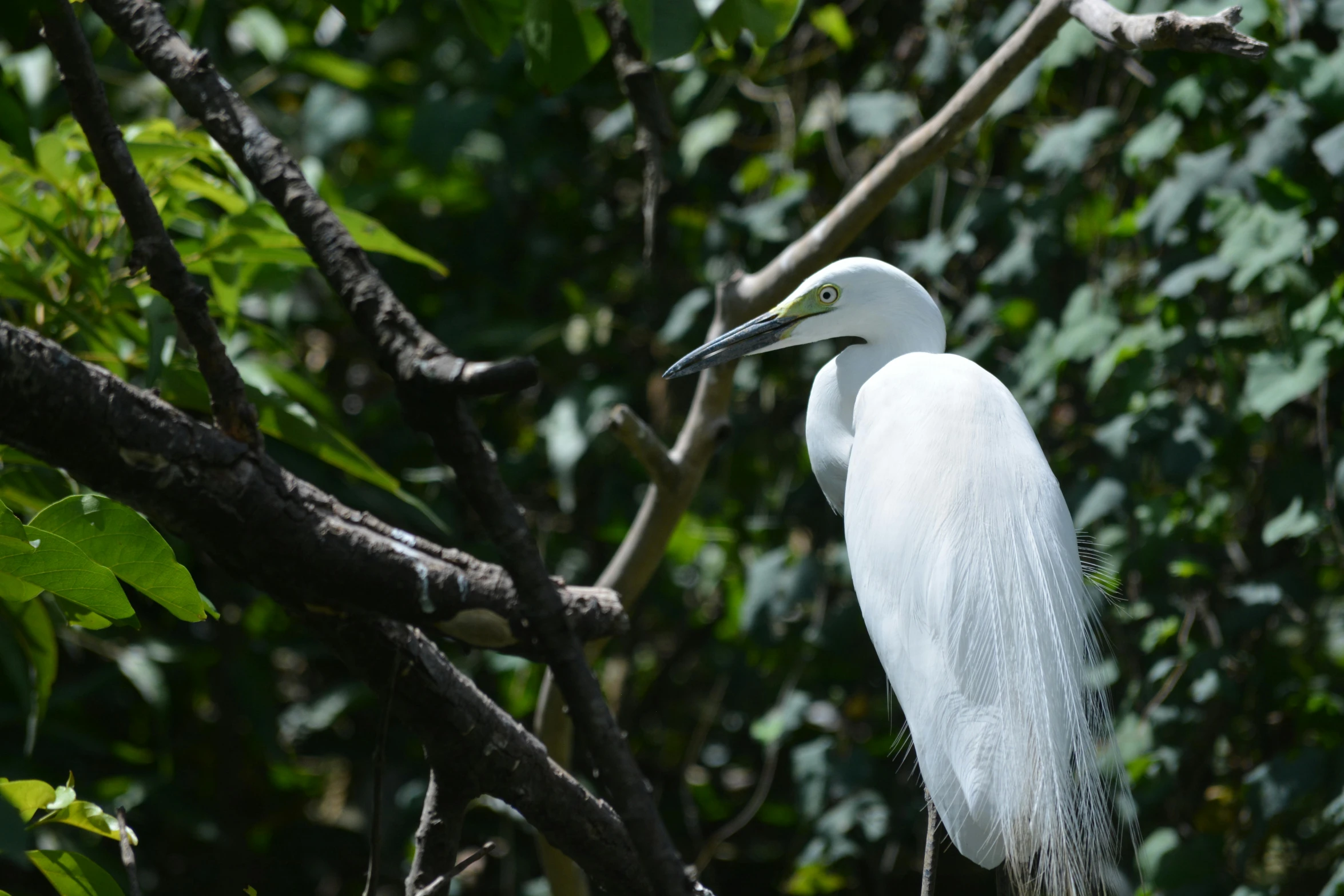 a white bird perched on a nch with trees in the background