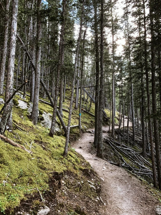 the path is surrounded by tall pine trees