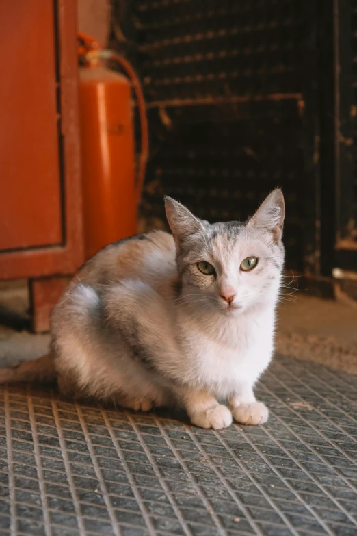 an orange and white cat sitting on the floor