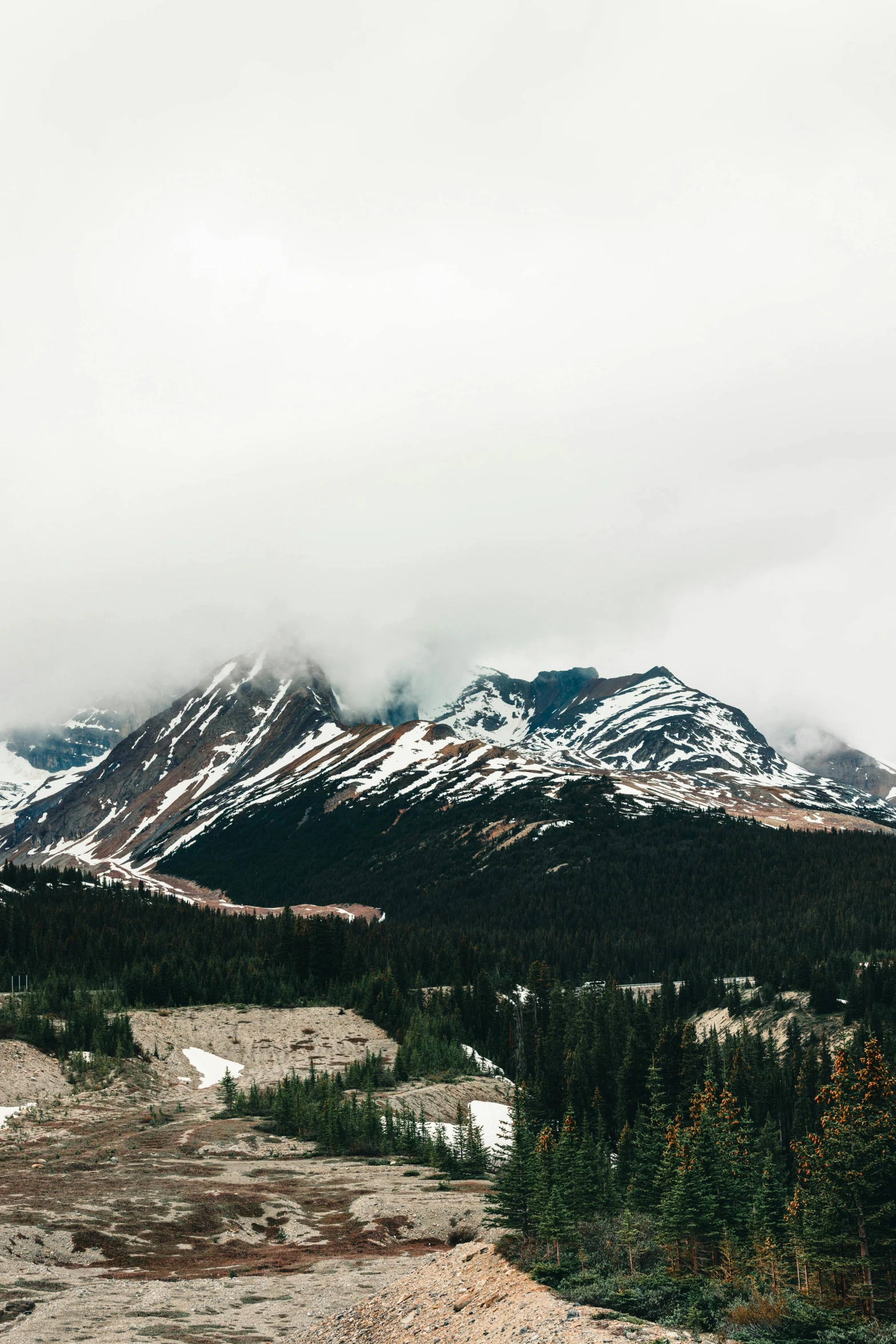 mountain range during winter with pine trees on top