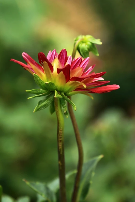 a single blooming flower sitting on top of a lush green field