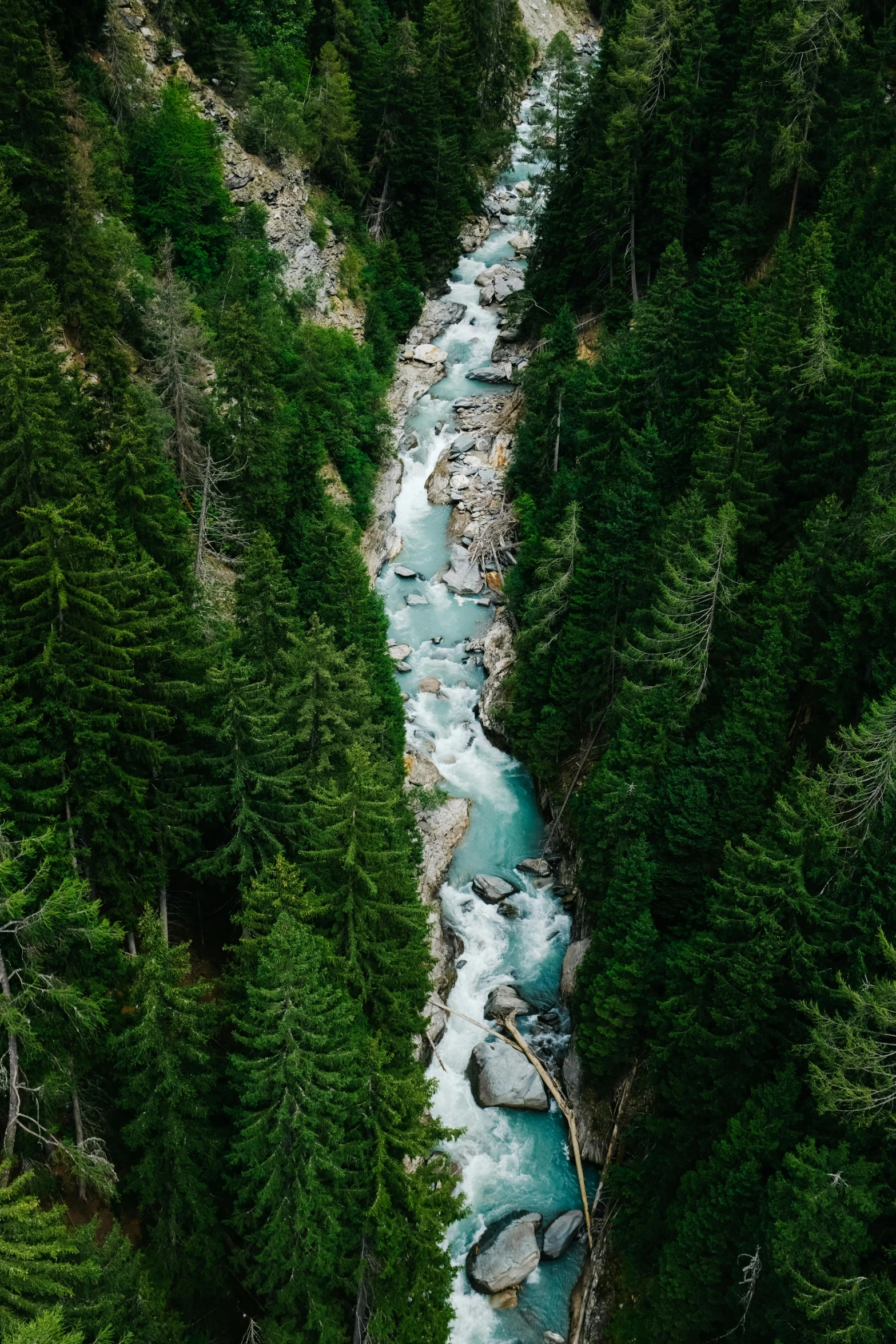 there are many trees around a river running through the woods