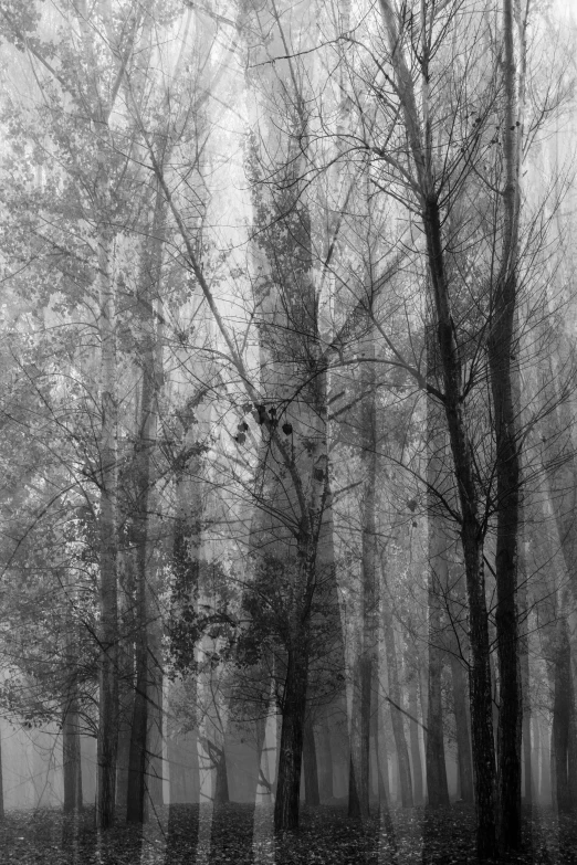 black and white po of a forest with many trees