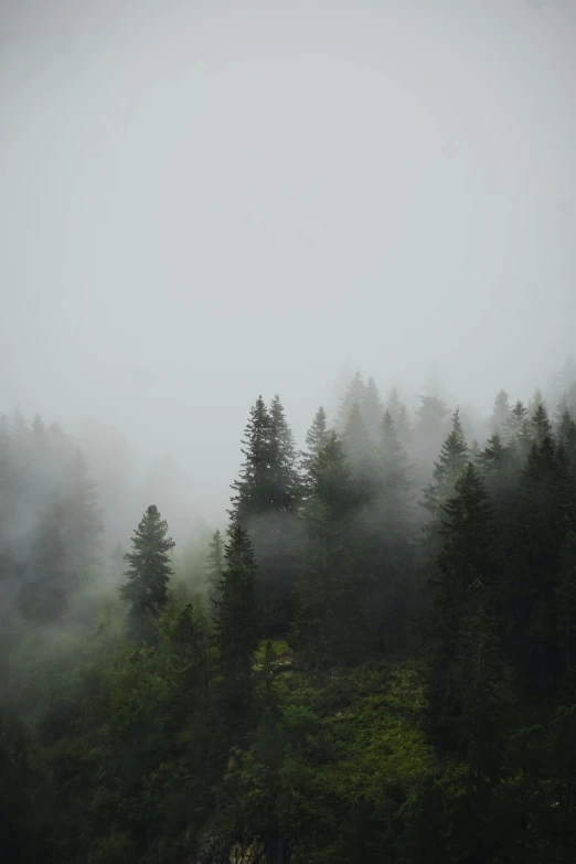 the fog is rolling over the trees on the hill