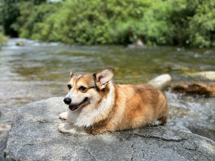 a corgi sitting on top of a rock in front of a creek