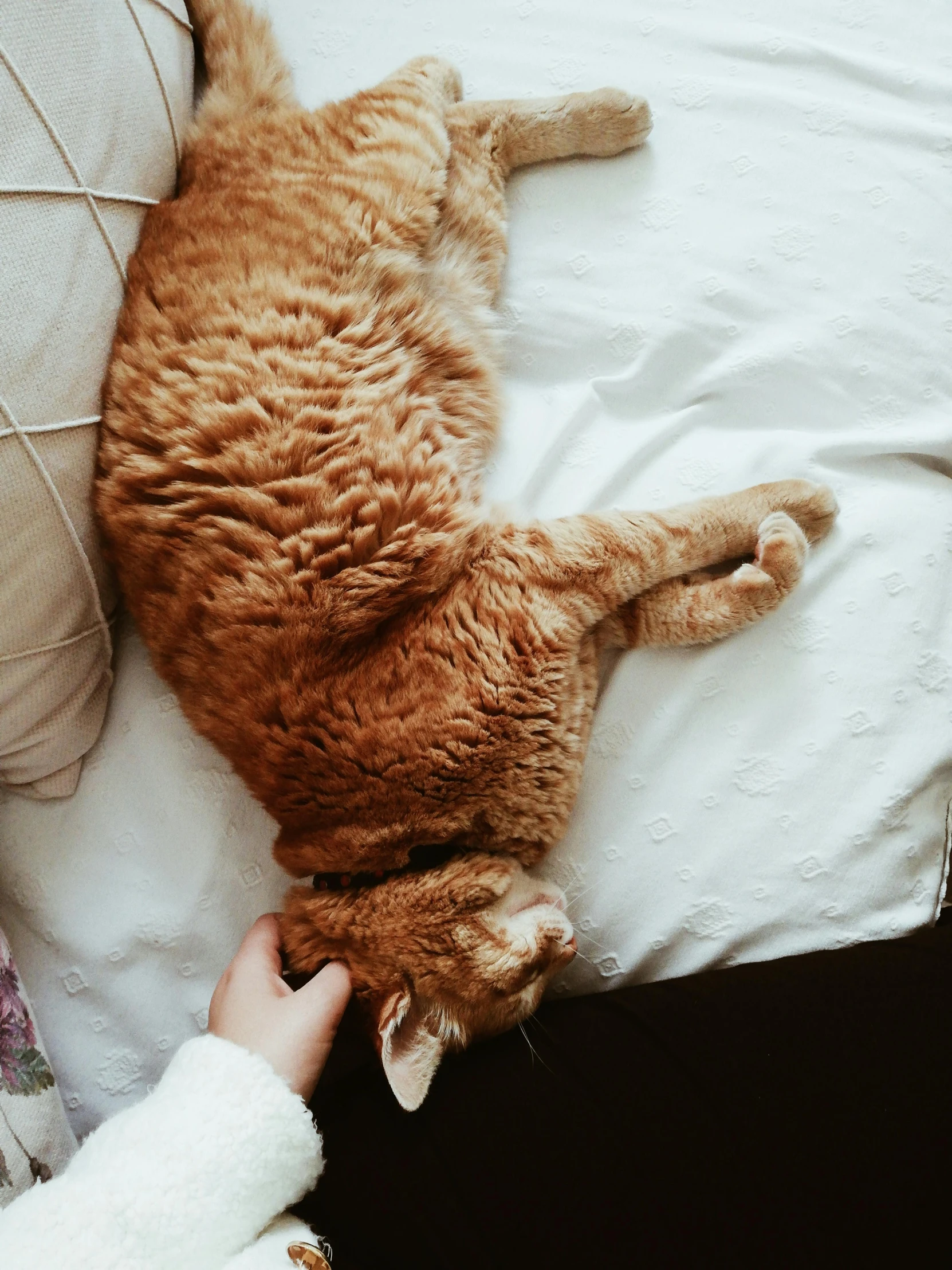 a cat laying on its back on a bed