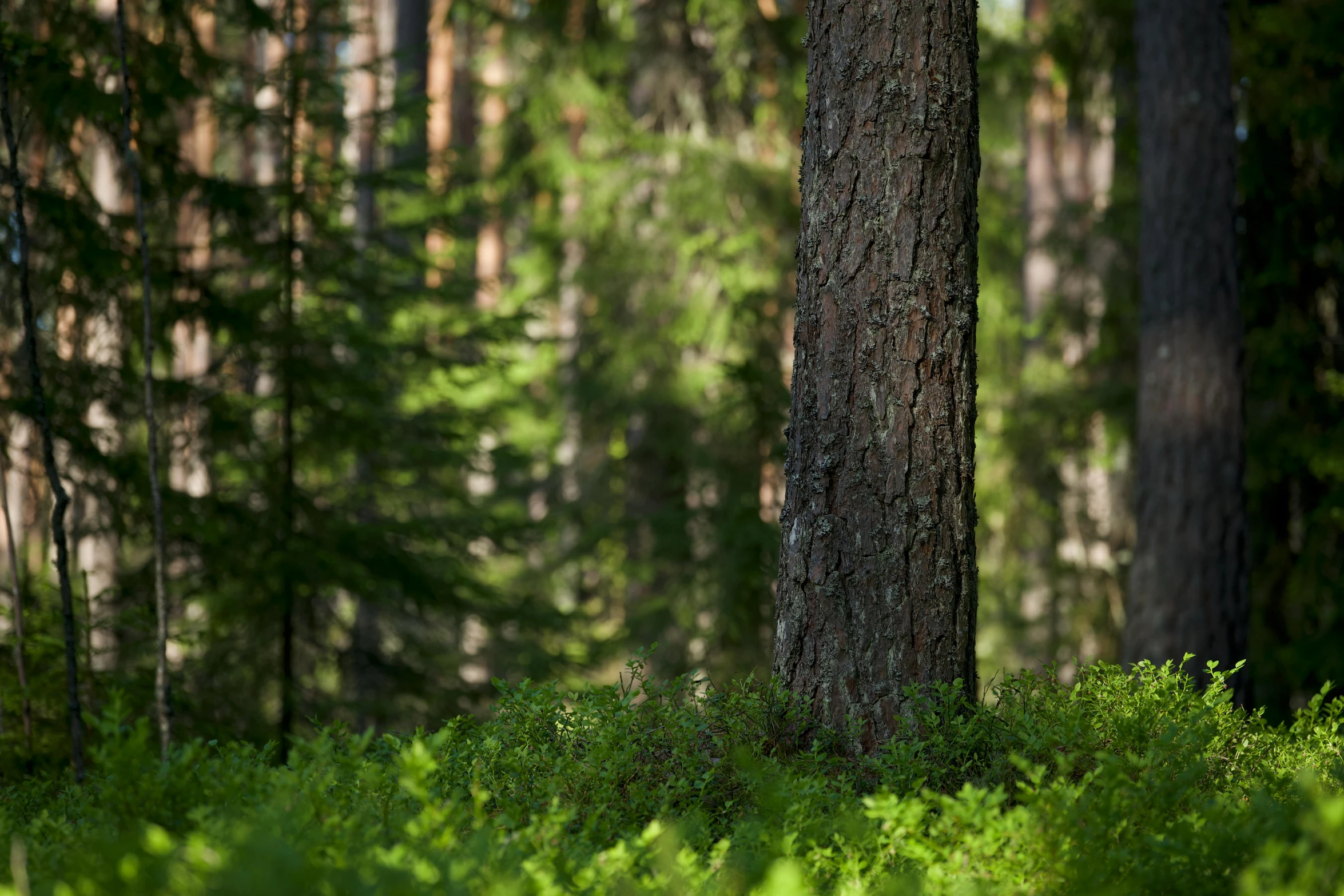 trees and green plants in the middle of a forest