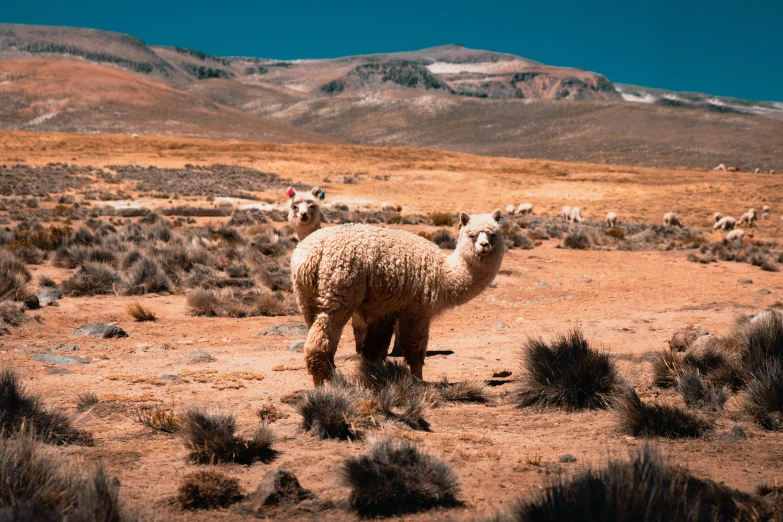 two sheep standing in the middle of a desert