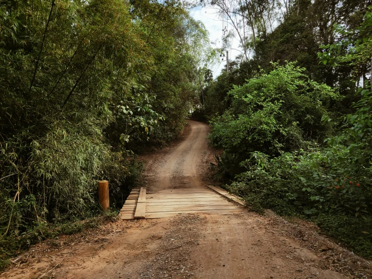 a dirt road surrounded by tall trees with signs