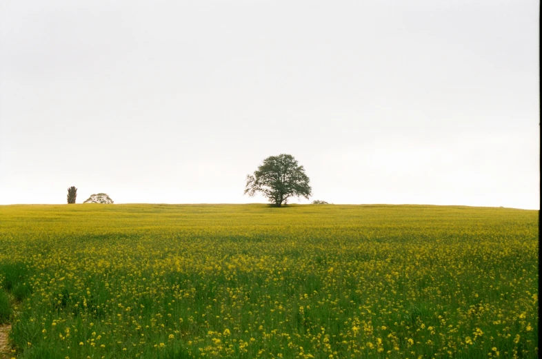 a big open field full of wildflowers and a single tree