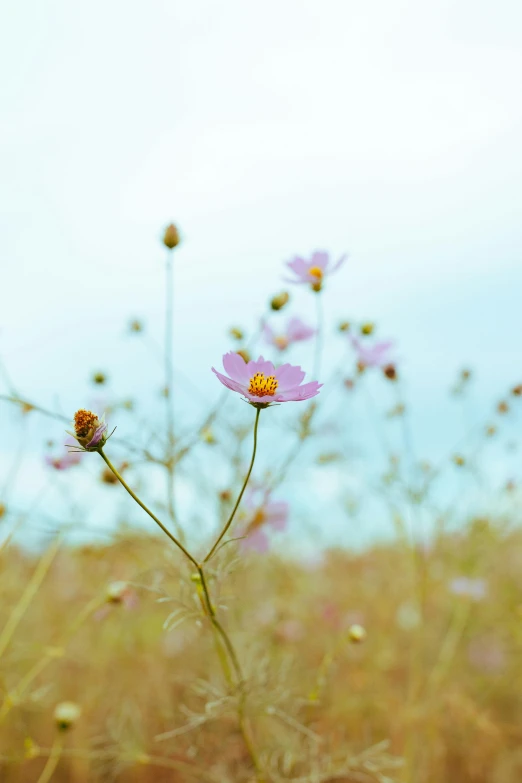 an image of a field of flowers in bloom