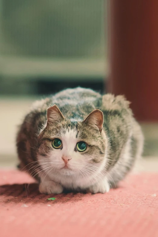 a cat looking up while laying on the floor