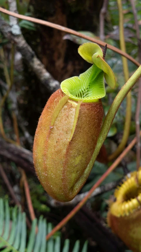 a green and red flower hanging from a leaf