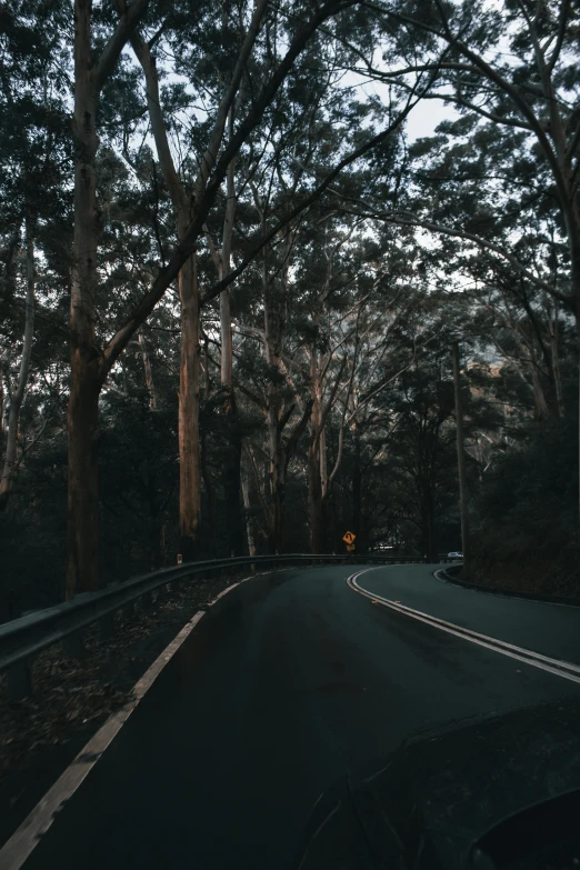 a road surrounded by trees and forest on a cloudy day