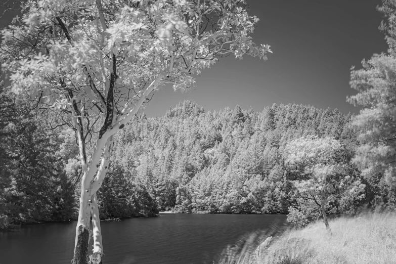 a large pond surrounded by trees and a hillside