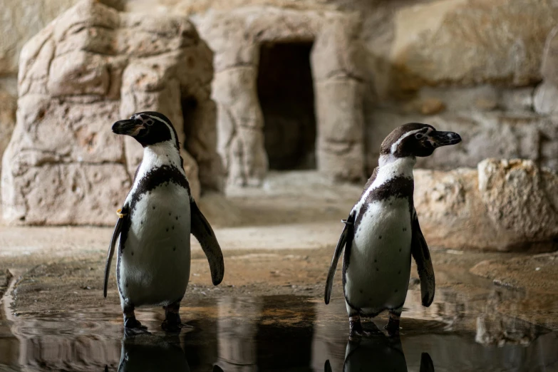 two penguins standing on the water in an enclosure