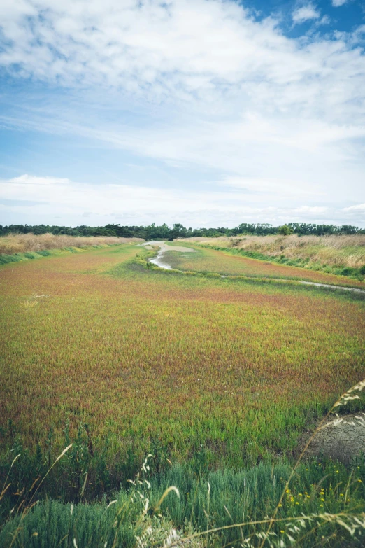 a po of an empty land with many weeds