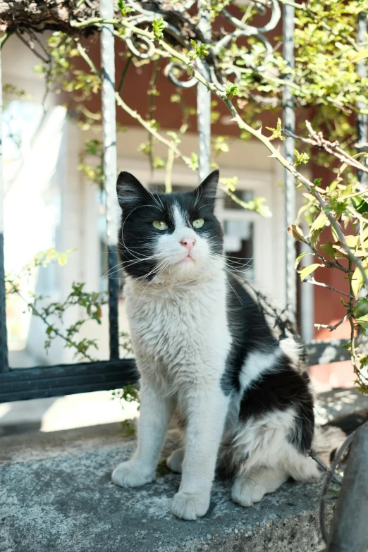 the black and white cat is sitting outside