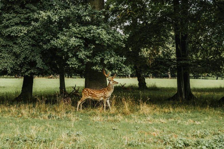 a small deer in a grassy area near several trees